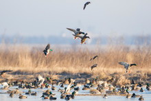Mallards (Anas Platyrhynchos) Flying From Wetland, Marion County, Illinois
