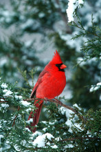 Northern Cardinal (Cardinalis Cardinalis) Male In Juniper Tree In Winter Marion County, Illinois