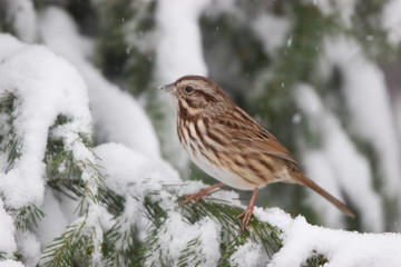 Poster - Song Sparrow (Melospiza melodia) in Serbian Spruce (Picea omorika) in winter, Marion, Illinois, USA.