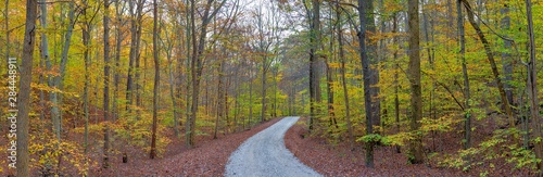 Cuadros en Lienzo Road through trees in fall at LaRue-Pine Hills, Shawnee National Forest, Illinoi