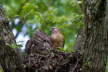 Red-shouldered Hawks (Buteo Lineatus) Adult And Nestlings At Nest, Marion, Illinois, USA.