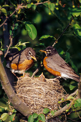 Poster - American Robin (Turdus migratorius) male and female at nest in Crabapple tree (Malus), Marion County, Illinois