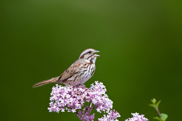 Canvas Print - Song Sparrow (Melospiza melodia) singing on Dwarf Korean Lilac Bush (Syringa meyeri 'Palibin'), Marion, Illinois, USA.