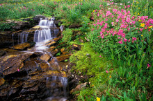 North America, USA, Montana, Glacier National Park. Wild Flowers