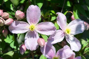 Sticker - USA, Massachusetts, Boston, Arnold Arboretum, Clematis