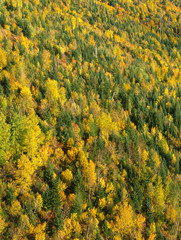 Poster - USA, Montana, Glacier National Park, Evening light on forested slopes with fall colored poplars: quaking aspen, cottonwood and birch, standing out among conifers.