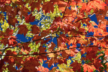 Sticker - Maple leaves, autumn, Park Loop Road, Acadia National Park, Maine, USA