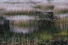 USA, Maine. Grasses And Water Lily Pads With Reflections, The Tarn, Acadia National Park.