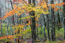 USA, Maine, Acadia National Park, Autumn Foliage