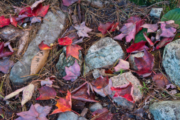 Poster - Autumn leaves, near Bubble Pond, Acadia National Park, Maine, USA