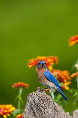 Sticker - Eastern Bluebird (Sialia sialis) male on fence post near flower garden, Holmes, Mississippi, USA.