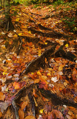 Poster - USA, Michigan, Upper Peninsula. Roots of trees with carpet of fallen leaves in autumn. Credit as: Nancy Rotenberg / Jaynes Gallery / DanitaDelimont.com