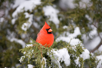 Sticker - Northern Cardinal (Cardinalis cardinalis) male on Keteleeri Juniper (Juniperus keteleeri) in winter, Marion, Illinois, USA.