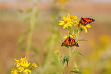 Two Monarch Butterflies (Danaus Plexippus) On Butterweed (Senecio Glabellus) Prairie Ridge State Natural Area, Marion, Illinois, USA.