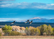 Canada Geese Flying, Bosque Del Apache, National Wildlife Refuge, New Mexico