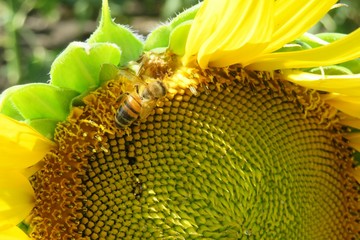 Bee on sunflower in the field, closeup