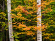 USA, New Hampshire, White Mountains, Maple and white birch along Kancamagus Highway