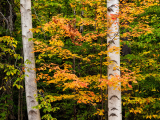 Sticker - USA, New Hampshire, White Mountains, Maple and white birch along Kancamagus Highway