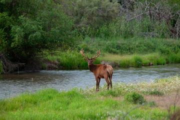 Sticker - Young bull elk (Cervus canadensis) in the National Bison Range, Montana