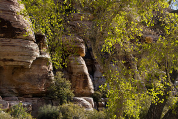 Wall Mural - Rock formations and trees, Red Rock Canyon National Conservation Area, Nevada, USA.