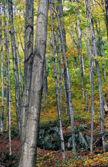 Sticker - North America, United States, New Hampshire. Trees at White Mountain National Park.