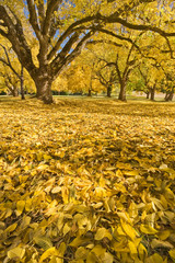 Poster - USA, Oregon, Joseph H. Stewart State Park. Walnut trees in autumn color. 