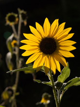USA, New Mexico, Santa Fe. Backlit Sunflower