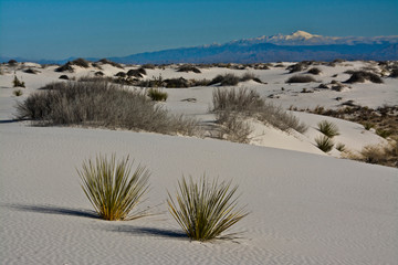 Sticker - Sand Patterns, Yucca, White Sands National Monument, Alamogordo, New Mexico, USA