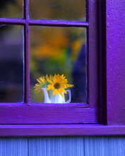 USA, Oregon, Brownsville. Looking Through Window Of House At Sunflowers In Vase. 