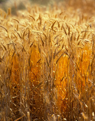 Sticker - USA, Oregon, Willamette Valley. Wheat stalks ready for harvesting. 