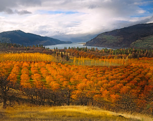 Poster - USA, Oregon, Mosier. Cherry orchards display autumn color overlooking the Columbia River Gorge National Scenic Area. 