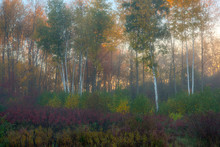 USA, New York State. Morning Mist, Otter Creek Preserve.