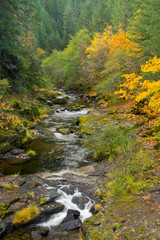 Poster - Autumn, Steamboat Creek, Umpqua National Forest, Oregon, USA