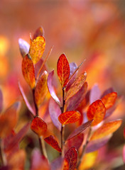 Sticker - USA, Oregon, McKenzie Pass. Huckleberry leaves turn various shades of red in the autumn on the McKenzie Pass in the Oregon Cascades Range.