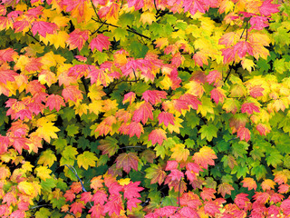 Wall Mural - USA, Oregon, Santiam Pass. Vibrant colors give life to the vine maple along Santiam Pass in Oregon.