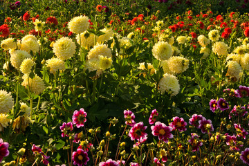 Sticker - Dahlias, dahlia farm, Canby, Oregon, USA