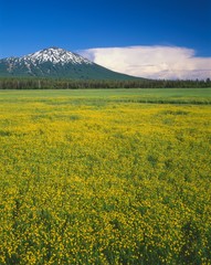 Poster - USA, Oregon, Deschutes National Forest. Mount Bachelor rises above extensive bloom of subalpine buttercup in wet meadow near Sparks Lake.