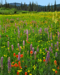 Poster - USA, Oregon, Mount Hood National Forest. Wildflowers in Summit Meadow. 