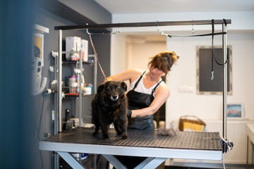 pet hairdresser woman cutting fur of cute black dog