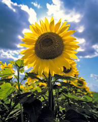 Poster - USA, North Dakota, Cass Co. It's easy to see how the sunflower got its name, in Cass County, North Dakota.