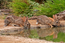 USA, Texas, Starr County. Pair Of Cottontail Rabbits Reflect In Pond While Drinking. Credit As: Cathy & Gordon Illg / Jaynes Gallery / DanitaDelimont.com