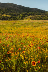 Wall Mural - USA, Oklahoma, Wichita Mountains National Wildlife Refuge. Field of Indian blanket flowers. Credit as: Cathy and Gordon Illg / Jaynes Gallery / DanitaDelimont. com