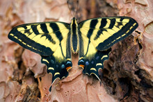 USA, Oregon, Bend. Western Tiger Swallowtail Butterfly On Ponderosa Pine Bark In Bend, Oregon.