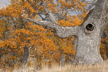 USA, Oregon, Mosier. Old Oak Tree With Large Knot Hole. 