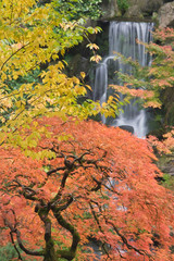 Sticker - USA, Oregon, Portland. Japanese maple tree and waterfall at Portland Japanese Garden. 