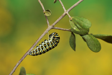 Poster - Black Swallowtail (Papilio Polyxenes), caterpillar pupating into chrysalis, Hill Country, Texas, USA