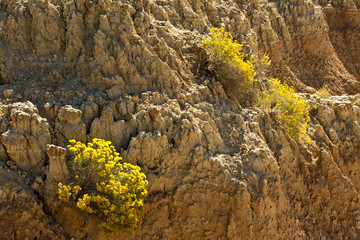 Wall Mural - Rabbitbrush, Door Trail, Badlands National Park, South Dakota, USA