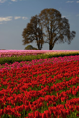 Wall Mural - Tulip Festival in Woodburn, Oregon, USA.