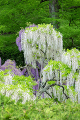 Sticker - Japanese Wisteria, Longwood Gardens, Kennett Square, Pennsylvania, USA