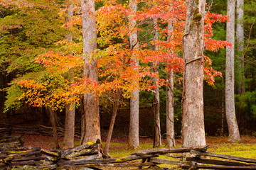 Canvas Print - USA, Tennesse. Fall dogwood trees in Cades Cove.